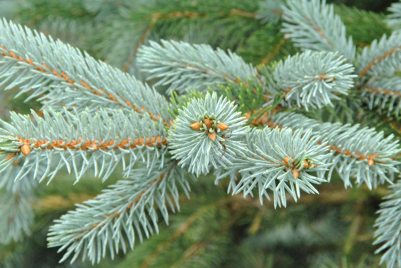Rastlina Picea pungens